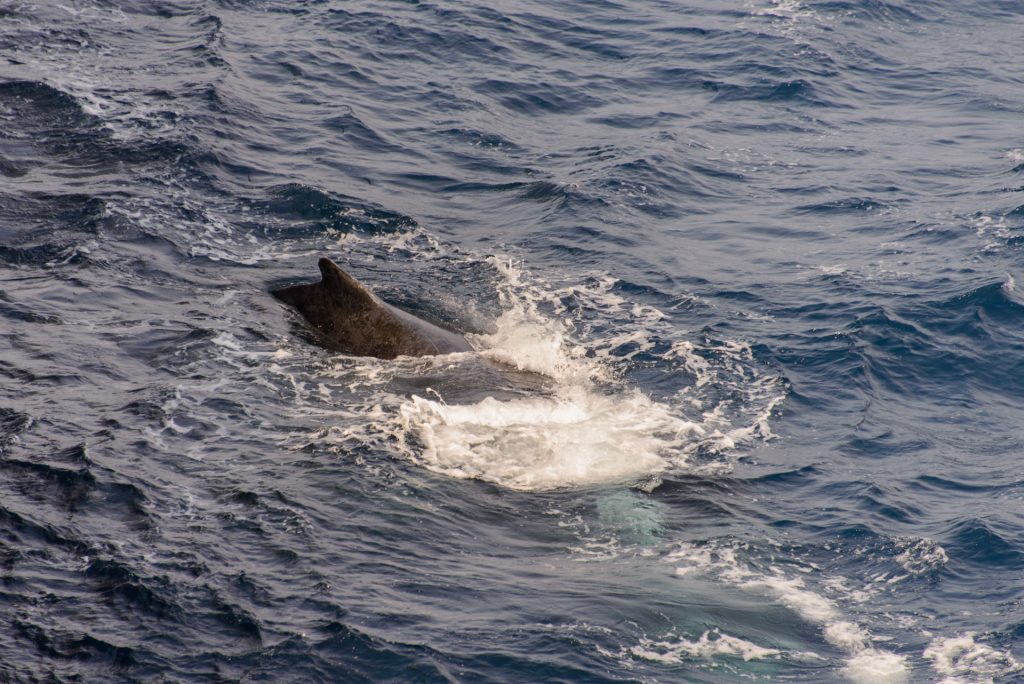 whale watching liguria