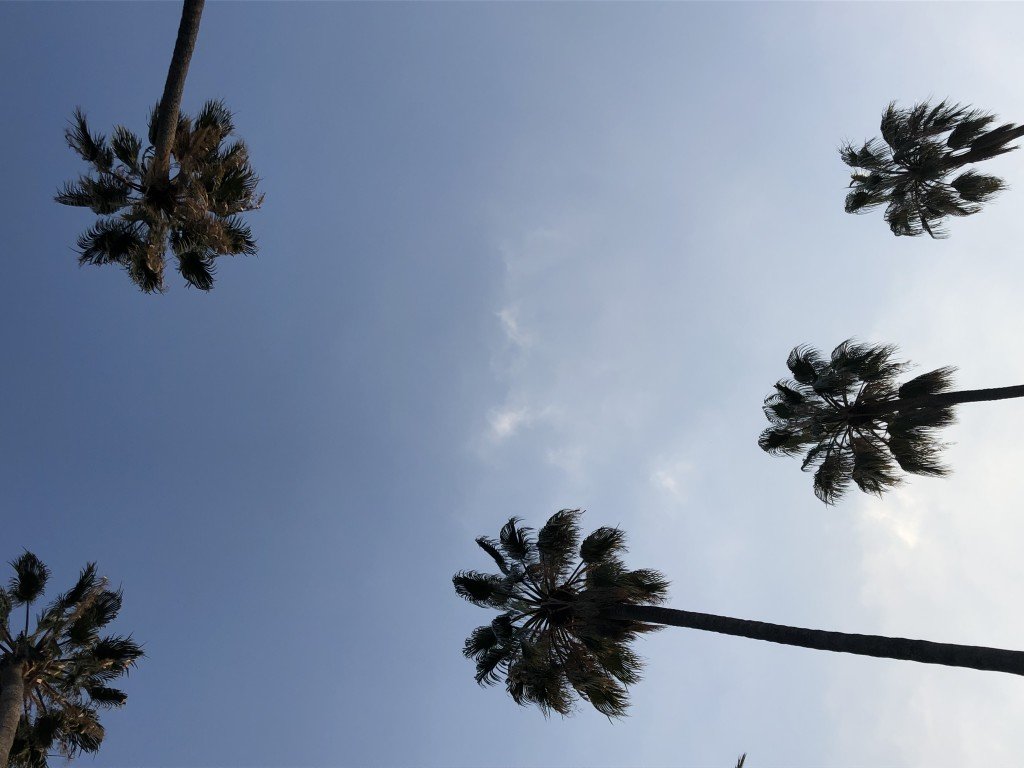 Sanremo palme con cielo azzurro sullo sfondo
