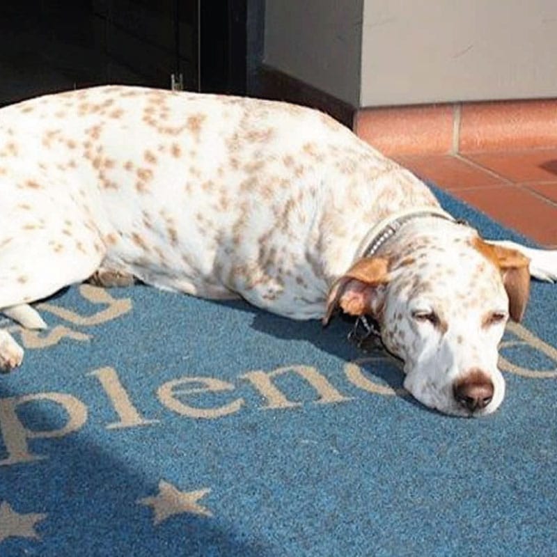 dog-friendly-riviera-dei-bambini-hotel-splendid dog-friendly-riviera-dei-bambini-hotel-splendid