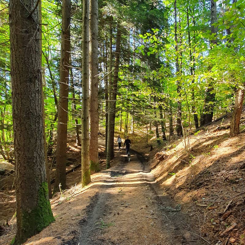 Sentiero tra gli alberi nel Bosco delle Fate