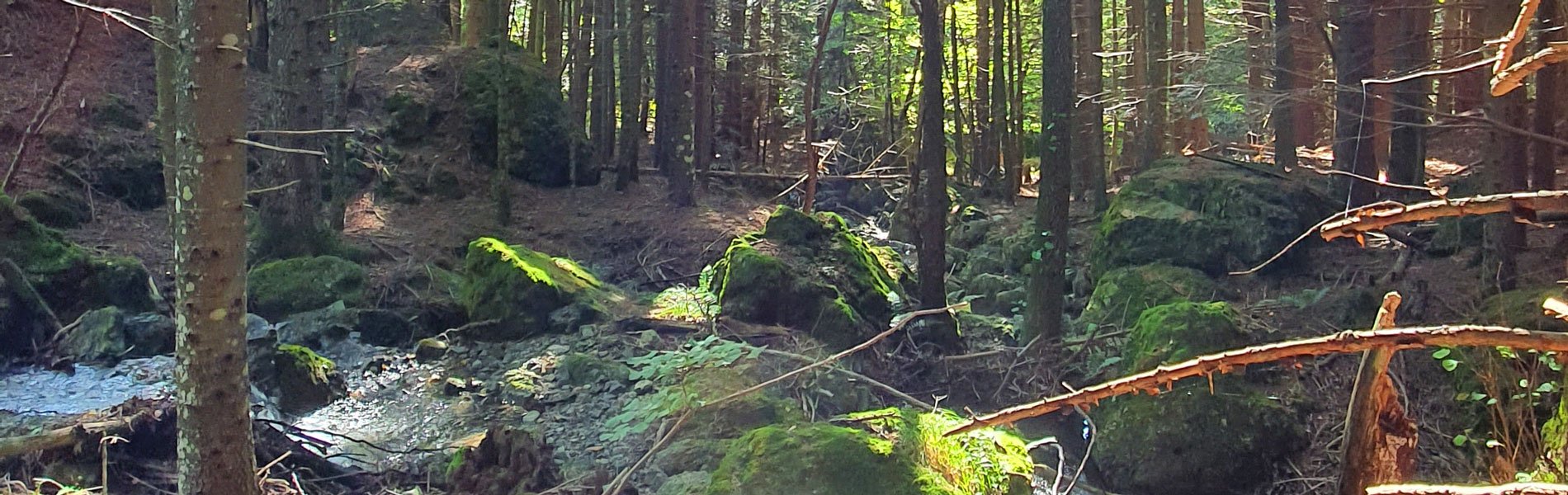 Bosco delle Fate in mezzo agli alberi Bosco delle Fate in mezzo agli alberi