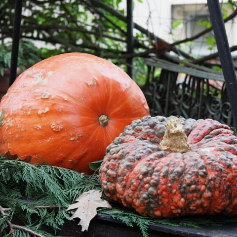 Mostra della Zucca di Murta - Genova