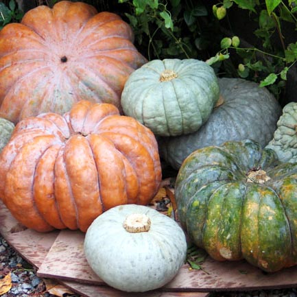 37 Mostra della Zucca di Murta - Genova