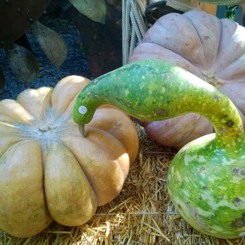 Mostra della Zucca di Murta - Genova