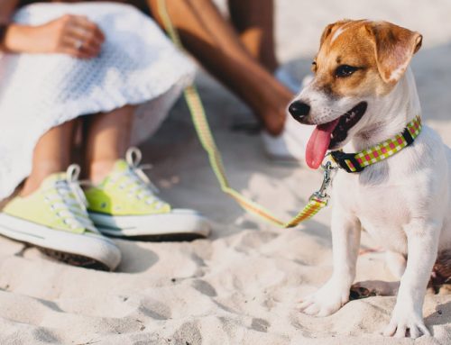 Vacanza per cani e gatti: con Riviera dei Bambini, il tuo amico a 4 zampe è il benvenuto!