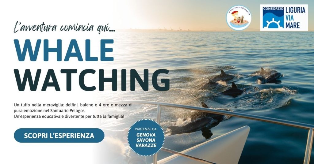 Whale watching Liguria