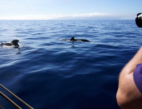 Whale Watching Liguria: delfini e balene per famiglie