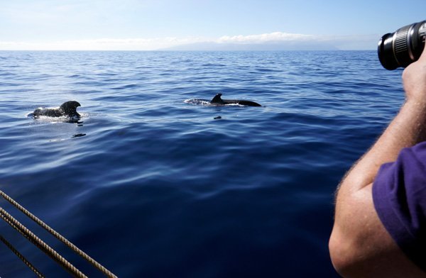 Whale watching Liguria: alla scoperta dei cetacei. Fotografo alle prese con delle balene