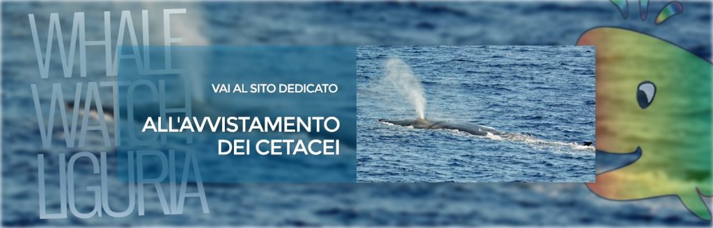 Vai al sito ufficiale whale watch Liguria